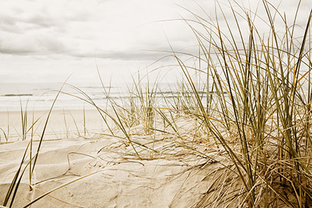 Close up of a tall grass on a beach during stormy season